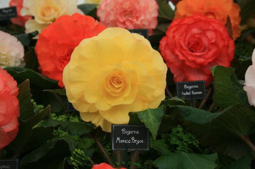 B. ‘Monica Bryce’